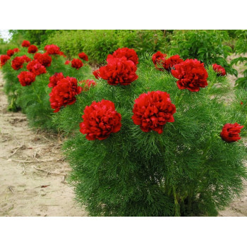 Пион Tenuifolia Rubra Plena (Тенуфолия Рубра Плена)