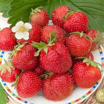 Клубника (крупноплодная) Эльвира (5 шт.)