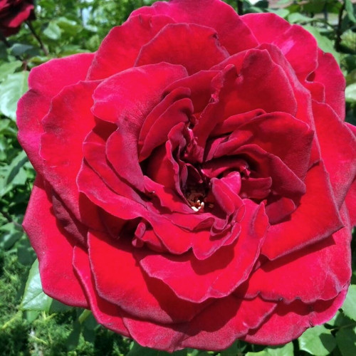 Роза плетистая Дон Жуан (Don Juan)