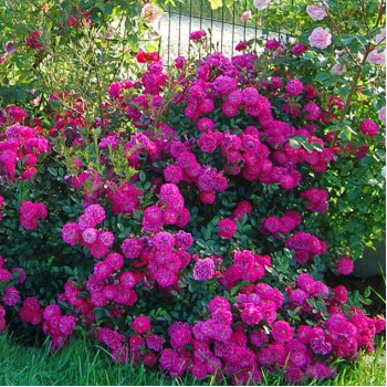 Роза почвопокровная Сиреневый дождь