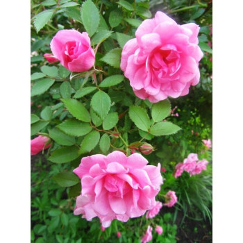 Роза канадская John Davis (Джон Девис)