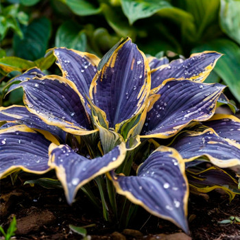 Саженцы Хоста Purple Flame (перпл флэйм)