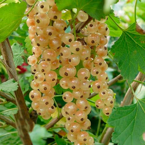 Смородина белая Супер Бланка