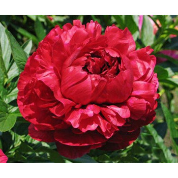 Пион Henry Bockstoce (Генри Бокстос)